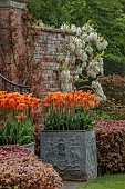 COTTESBROOKE HALL AND GARDENS, NORTHAMPTONSHIRE: SPRING, MAY: WALL, WHITE FLOWERS, BLOOMS OF WISTERIA BRACHYBOTRIS SHIRO-KAPITAN, CLIMBER, TULIP BALLERINA IN CONTAINERS