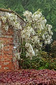 COTTESBROOKE HALL AND GARDENS, NORTHAMPTONSHIRE: SPRING, MAY: WALL, WHITE FLOWERS, BLOOMS OF WISTERIA BRACHYBOTRIS SHIRO-KAPITAN, CLIMBER