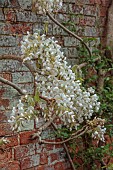 COTTESBROOKE HALL AND GARDENS, NORTHAMPTONSHIRE: SPRING, MAY: WALL, WHITE FLOWERS, BLOOMS OF WISTERIA BRACHYBOTRIS SHIRO-KAPITAN, CLIMBER