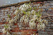 COTTESBROOKE HALL AND GARDENS, NORTHAMPTONSHIRE: SPRING, MAY: WALL, WHITE FLOWERS, BLOOMS OF WISTERIA BRACHYBOTRIS SHIRO-KAPITAN, CLIMBER