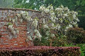 COTTESBROOKE HALL AND GARDENS, NORTHAMPTONSHIRE: SPRING, MAY: WALL, WHITE FLOWERS, BLOOMS OF WISTERIA BRACHYBOTRIS SHIRO-KAPITAN, CLIMBER