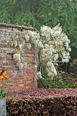 COTTESBROOKE HALL AND GARDENS, NORTHAMPTONSHIRE: SPRING, MAY: WALL, WHITE FLOWERS, BLOOMS OF WISTERIA BRACHYBOTRIS SHIRO-KAPITAN, CLIMBER