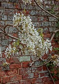 COTTESBROOKE HALL AND GARDENS, NORTHAMPTONSHIRE: SPRING, MAY: WALL, WHITE FLOWERS, BLOOMS OF WISTERIA BRACHYBOTRIS SHIRO-KAPITAN, CLIMBER