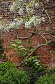 COTTESBROOKE HALL AND GARDENS, NORTHAMPTONSHIRE: SPRING, MAY: WALL, WHITE FLOWERS, BLOOMS OF WISTERIA BRACHYBOTRIS SHIRO-KAPITAN, CLIMBER