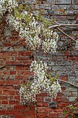 COTTESBROOKE HALL AND GARDENS, NORTHAMPTONSHIRE: SPRING, MAY: WALL, WHITE FLOWERS, BLOOMS OF WISTERIA BRACHYBOTRIS SHIRO-KAPITAN, CLIMBER