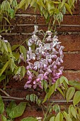 COTTESBROOKE HALL AND GARDENS, NORTHAMPTONSHIRE: SPRING, MAY: WALL, PINK, WHITE, FLOWERS, BLOOMS OF WISTERIA
