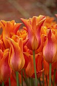 COTTESBROOKE HALL AND GARDENS, NORTHAMPTONSHIRE: SPRING, MAY: ORANGE FLOWERS OF TULIP BALLERINA, BULBS
