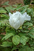 COTTESBROOKE HALL AND GARDENS, NORTHAMPTONSHIRE: SPRING, MAY: REFLECTING POOL GARDEN, WHITE FLOWERS, BLOOMS OF TREE PEONY, PAEONIA SUFFRUTICOSA RENKAKU