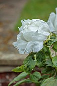 COTTESBROOKE HALL AND GARDENS, NORTHAMPTONSHIRE: SPRING, MAY: REFLECTING POOL GARDEN, WHITE FLOWERS, BLOOMS OF TREE PEONY, PAEONIA SUFFRUTICOSA RENKAKU