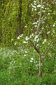 COTTESBROOKE HALL AND GARDENS, NORTHAMPTONSHIRE: SPRING, MAY: THE SPINNEY GARDEN, WHITE BRACTS OF CORNUS EDDIES WHITE WONDER, DOGWOOD