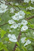 COTTESBROOKE HALL AND GARDENS, NORTHAMPTONSHIRE: SPRING, MAY: THE SPINNEY GARDEN, WHITE BRACTS OF CORNUS EDDIES WHITE WONDER, DOGWOOD