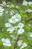 COTTESBROOKE HALL AND GARDENS, NORTHAMPTONSHIRE: SPRING, MAY: THE SPINNEY GARDEN, WHITE BRACTS OF CORNUS EDDIES WHITE WONDER, DOGWOOD: