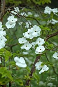 COTTESBROOKE HALL AND GARDENS, NORTHAMPTONSHIRE: SPRING, MAY: THE SPINNEY GARDEN, WHITE BRACTS OF CORNUS EDDIES WHITE WONDER, DOGWOOD