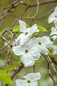 COTTESBROOKE HALL AND GARDENS, NORTHAMPTONSHIRE: SPRING, MAY: THE SPINNEY GARDEN, WHITE BRACTS OF CORNUS EDDIES WHITE WONDER, DOGWOOD