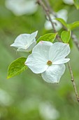 COTTESBROOKE HALL AND GARDENS, NORTHAMPTONSHIRE: SPRING, MAY: THE SPINNEY GARDEN, WHITE BRACTS OF CORNUS EDDIES WHITE WONDER, DOGWOOD