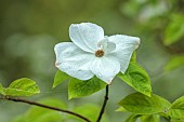 COTTESBROOKE HALL AND GARDENS, NORTHAMPTONSHIRE: SPRING, MAY: THE SPINNEY GARDEN, WHITE BRACTS OF CORNUS EDDIES WHITE WONDER, DOGWOOD