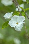 COTTESBROOKE HALL AND GARDENS, NORTHAMPTONSHIRE: SPRING, MAY: THE SPINNEY GARDEN, WHITE BRACTS OF CORNUS EDDIES WHITE WONDER, DOGWOOD