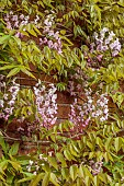 COTTESBROOKE HALL AND GARDENS, NORTHAMPTONSHIRE: SPRING, MAY: WALL, PINK, WHITE, FLOWERS, BLOOMS OF WISTERIA BRACHYBOTRYS SHOWA-BENI
