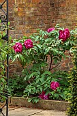 COTTESBROOKE HALL AND GARDENS, NORTHAMPTONSHIRE: SPRING, MAY: RED FLOWERS, BLOOMS OF PEONIES, PAEONIA CARDINAL VAUGHAN