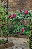 COTTESBROOKE HALL AND GARDENS, NORTHAMPTONSHIRE: SPRING, MAY: RED FLOWERS, BLOOMS OF PEONIES, PAEONIA CARDINAL VAUGHAN