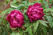 COTTESBROOKE HALL AND GARDENS, NORTHAMPTONSHIRE: SPRING, MAY: RED FLOWERS, BLOOMS OF PEONIES, PAEONIA CARDINAL VAUGHAN