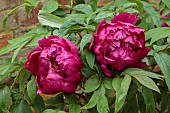 COTTESBROOKE HALL AND GARDENS, NORTHAMPTONSHIRE: SPRING, MAY: RED FLOWERS, BLOOMS OF PEONIES, PAEONIA CARDINAL VAUGHAN