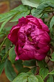 COTTESBROOKE HALL AND GARDENS, NORTHAMPTONSHIRE: SPRING, MAY: RED FLOWERS, BLOOMS OF PEONIES, PAEONIA CARDINAL VAUGHAN