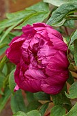 COTTESBROOKE HALL AND GARDENS, NORTHAMPTONSHIRE: SPRING, MAY: RED FLOWERS, BLOOMS OF PEONIES, PAEONIA CARDINAL VAUGHAN