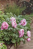 COTTESBROOKE HALL AND GARDENS, NORTHAMPTONSHIRE: SPRING, MAY: PALE PINK FLOWERS, BLOOMS OF PEONIES, PAEONIA AKASHIGATA, TREE PEONY