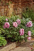 COTTESBROOKE HALL AND GARDENS, NORTHAMPTONSHIRE: SPRING, MAY: PALE PINK FLOWERS, BLOOMS OF PEONIES, PAEONIA AKASHIGATA, TREE PEONY