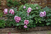 COTTESBROOKE HALL AND GARDENS, NORTHAMPTONSHIRE: SPRING, MAY: PALE PINK FLOWERS, BLOOMS OF PEONIES, PAEONIA AKASHIGATA, TREE PEONY