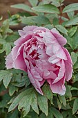 COTTESBROOKE HALL AND GARDENS, NORTHAMPTONSHIRE: SPRING, MAY: PALE PINK FLOWERS, BLOOMS OF PEONIES, PAEONIA AKASHIGATA, TREE PEONY