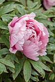 COTTESBROOKE HALL AND GARDENS, NORTHAMPTONSHIRE: SPRING, MAY: PALE PINK FLOWERS, BLOOMS OF PEONIES, PAEONIA AKASHIGATA, TREE PEONY