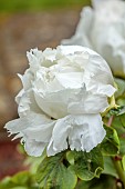 COTTESBROOKE HALL AND GARDENS, NORTHAMPTONSHIRE: SPRING, MAY: REFLECTING POOL GARDEN, WHITE FLOWERS, BLOOMS OF TREE PEONY, PAEONIA SUFFRUTICOSA RENKAKU