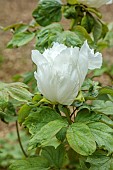 COTTESBROOKE HALL AND GARDENS, NORTHAMPTONSHIRE: SPRING, MAY: REFLECTING POOL GARDEN, WHITE FLOWERS, BLOOMS OF TREE PEONY, PAEONIA SUFFRUTICOSA RENKAKU