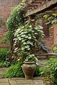 COTTESBROOKE HALL AND GARDENS, NORTHAMPTONSHIRE: SPRING, MAY: WHITE, GREEN, CREAM FLOWERS, BLOOMS OF CLEMATIS GUERNSEY CREAM, CLIMBER, CLIMBING, PERGOLA
