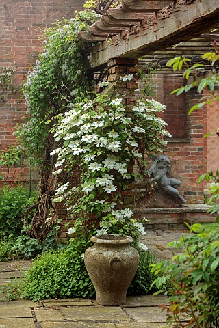 COTTESBROOKE_HALL_AND_GARDENS_NORTHAMPTONSHIRE_SPRING_MAY_WHITE_GREEN_CREAM_FLOWERS_BLOOMS_OF_CLEMAT
