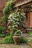 COTTESBROOKE HALL AND GARDENS, NORTHAMPTONSHIRE: SPRING, MAY: WHITE, GREEN, CREAM FLOWERS, BLOOMS OF CLEMATIS GUERNSEY CREAM, CLIMBER, CLIMBING, PERGOLA