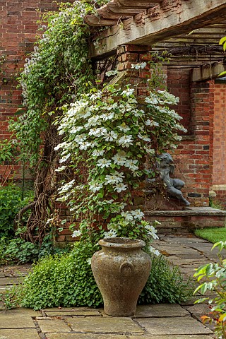 COTTESBROOKE_HALL_AND_GARDENS_NORTHAMPTONSHIRE_SPRING_MAY_WHITE_GREEN_CREAM_FLOWERS_BLOOMS_OF_CLEMAT