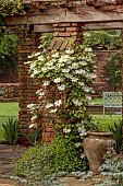 COTTESBROOKE HALL AND GARDENS, NORTHAMPTONSHIRE: SPRING, MAY: WHITE, GREEN, CREAM FLOWERS, BLOOMS OF CLEMATIS GUERNSEY CREAM, CLIMBER, CLIMBING, PERGOLA