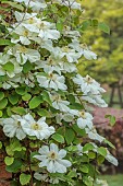 COTTESBROOKE HALL AND GARDENS, NORTHAMPTONSHIRE: SPRING, MAY: WHITE, GREEN, CREAM FLOWERS, BLOOMS OF CLEMATIS GUERNSEY CREAM, CLIMBER, CLIMBING