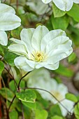 COTTESBROOKE HALL AND GARDENS, NORTHAMPTONSHIRE: SPRING, MAY: WHITE, GREEN, CREAM FLOWERS, BLOOMS OF CLEMATIS GUERNSEY CREAM, CLIMBER, CLIMBING