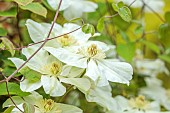 COTTESBROOKE HALL AND GARDENS, NORTHAMPTONSHIRE: SPRING, MAY: WHITE, GREEN, CREAM FLOWERS, BLOOMS OF CLEMATIS GUERNSEY CREAM, CLIMBER, CLIMBING