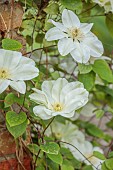 COTTESBROOKE HALL AND GARDENS, NORTHAMPTONSHIRE: SPRING, MAY: WHITE, GREEN, CREAM FLOWERS, BLOOMS OF CLEMATIS GUERNSEY CREAM, CLIMBER, CLIMBING