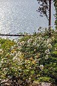 KOULOURA, CORFU, GREECE: DESIGNER PAUL BANGAY: WHITE ICEBERG ROSES ON UPPER TERRACE