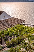 KOULOURA, CORFU, GREECE: DESIGNER PAUL BANGAY: WHITE ICEBERG ROSES ON UPPER TERRACE, VINE CLAD PERGOLA, SUNRISE