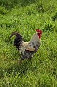 SILVER STREET FARM, DEVON: MAY, SPRING, COUNTRY, GARDEN,