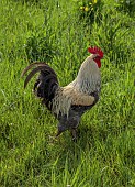 SILVER STREET FARM, DEVON: MAY, SPRING, COUNTRY, GARDEN,