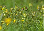 SILVER STREET FARM, DEVON: MAY, SPRING, COUNTRY, GARDEN,