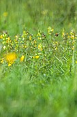 SILVER STREET FARM, DEVON: MAY, SPRING, COUNTRY, GARDEN,